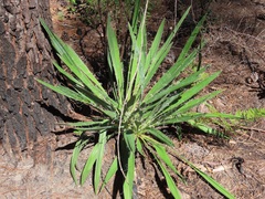 Yucca filamentosa