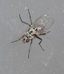 Anthomyia procellaris