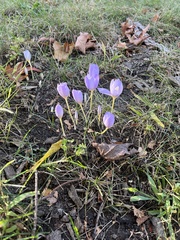 Crocus kotschyanus