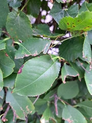 Prunus serotina