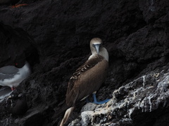 Sula nebouxii excisa