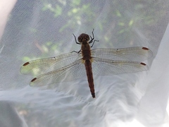 Sympetrum frequens