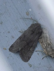 Aporophyla lutulenta