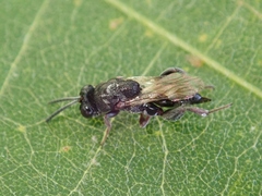 Chalcididae