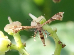 Nippoptilia minor