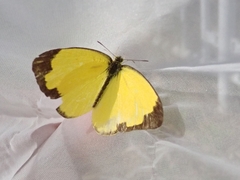 Eurema mandarina