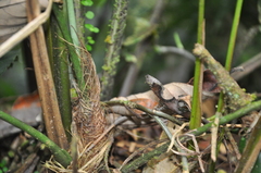 Anthurium lancifolium