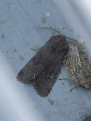 Aporophyla lutulenta