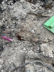 Rattus rattus