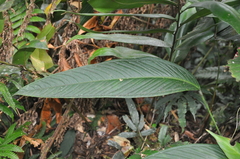 Anthurium lancifolium