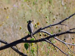 Oreoscoptes montanus