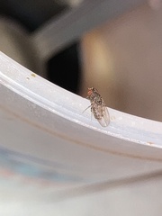 Drosophila repleta