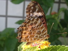 Argynnis hyperbius hyperbius