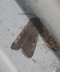 Aporophyla lutulenta
