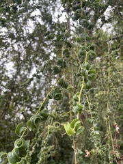 Salix babylonica