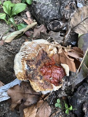 Ganoderma sessile