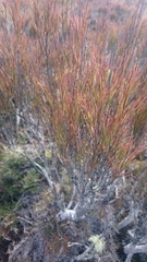 Dracophyllum subulatum
