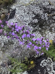 Liatris microcephala