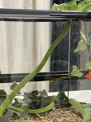 Dendroaspis angusticeps