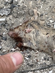 Rattus rattus