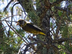 Coccothraustes vespertinus