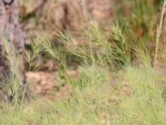 Aristida tuberculosa