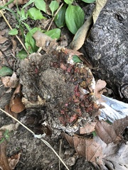 Ganoderma sessile
