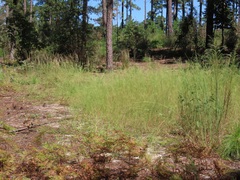 Aristida tuberculosa