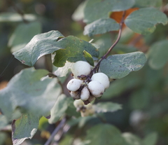 Symphoricarpos
