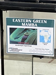 Dendroaspis angusticeps