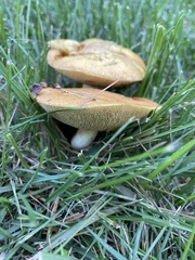 Aureoboletus innixus