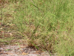 Aristida tuberculosa