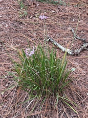 Tulbaghia violacea