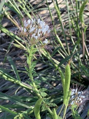 Polanisia dodecandra