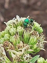 Augochloropsis metallica