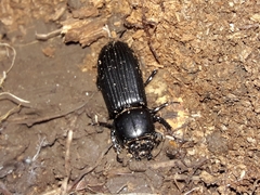 Odontotaenius