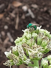 Augochloropsis metallica