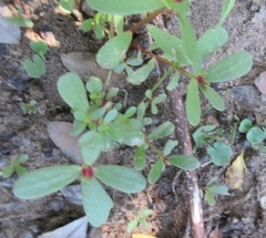 Portulaca umbraticola