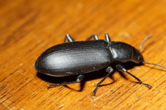 Alobates pensylvanicus