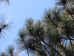 Pinus serotina