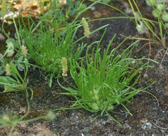 Isoetopsis graminifolia