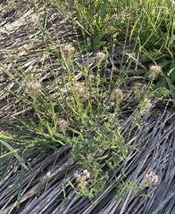 Polanisia dodecandra