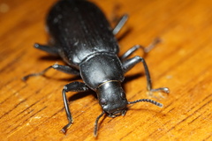 Alobates pensylvanicus