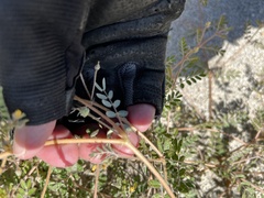 Kallstroemia californica