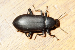 Alobates pensylvanicus