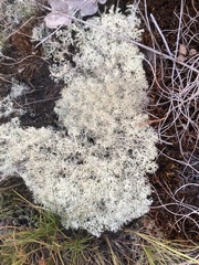 Cladonia subtenuis