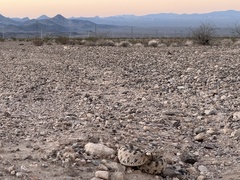 Crotalus cerastes