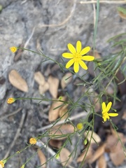 Gutierrezia texana