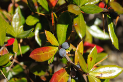 Berberis nantoensis