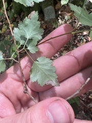 Crataegus iracunda